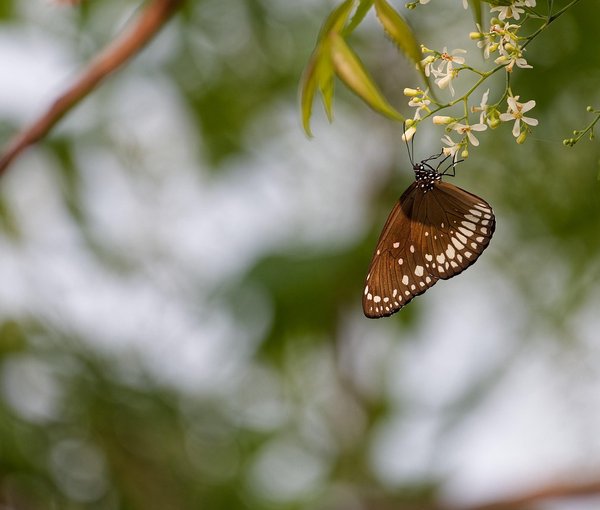 Gentle Living